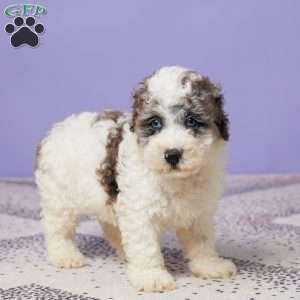 Rubble, Miniature Poodle Puppy